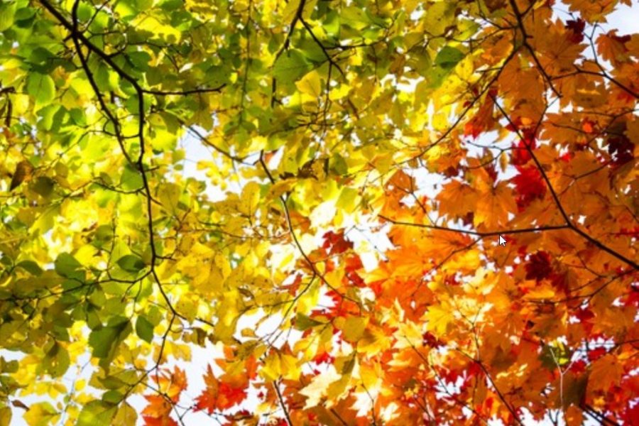 Photo of fall leaves